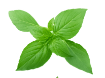 basilthai