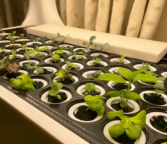 plant